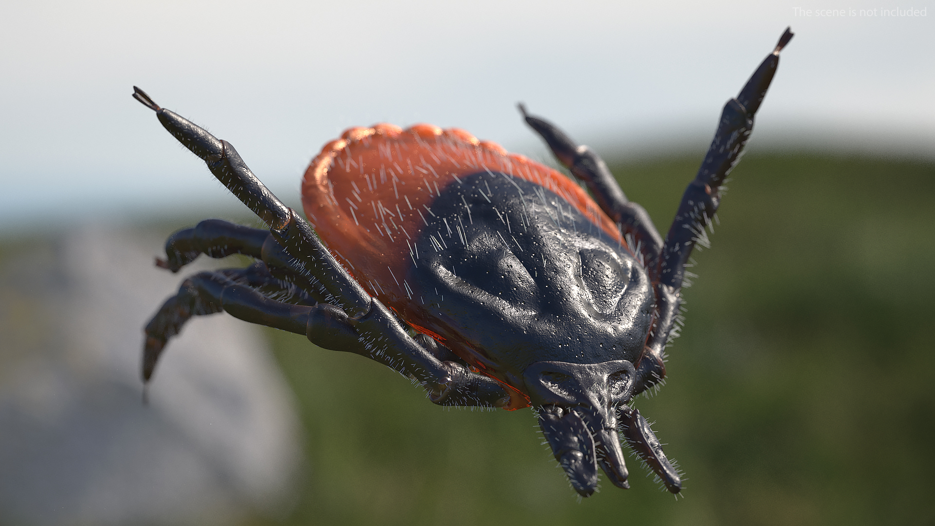 3D Tick Bite Pose Fur model