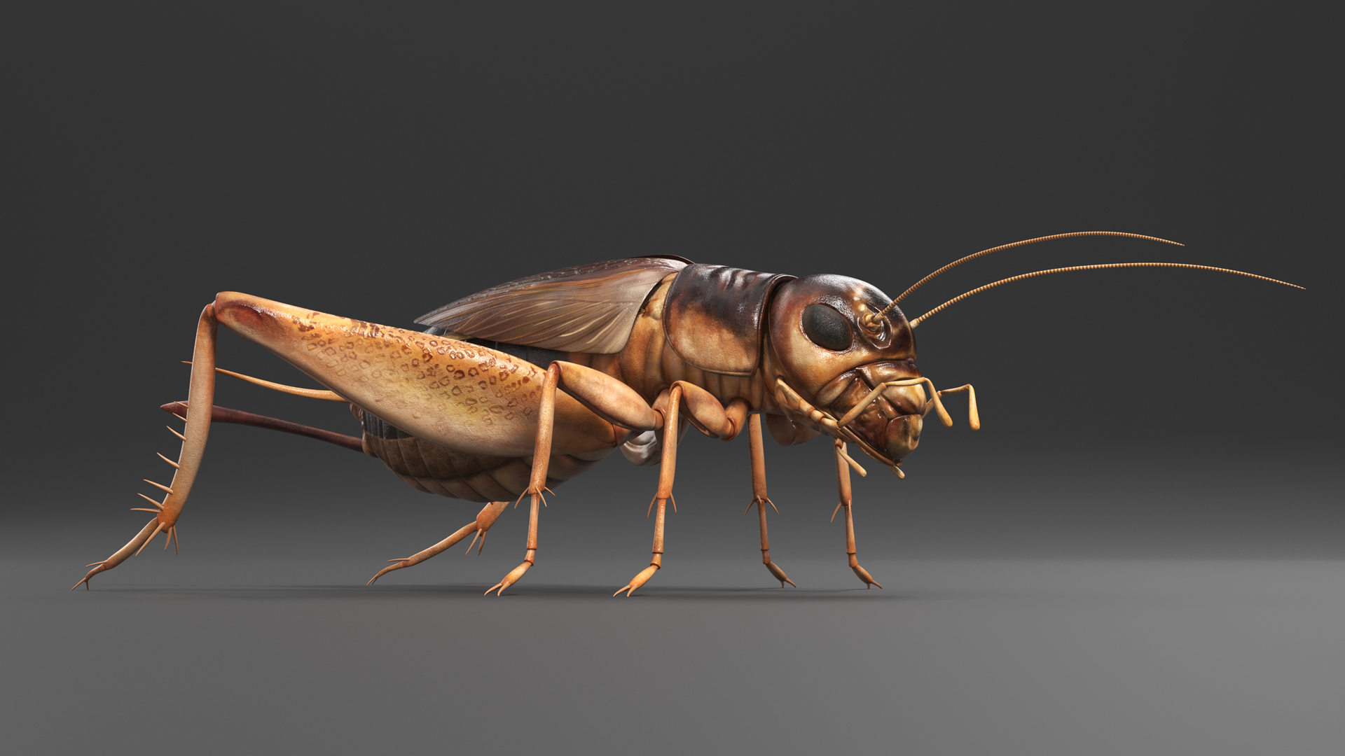 3D model Gryllinae Rigged for Cinema 4D