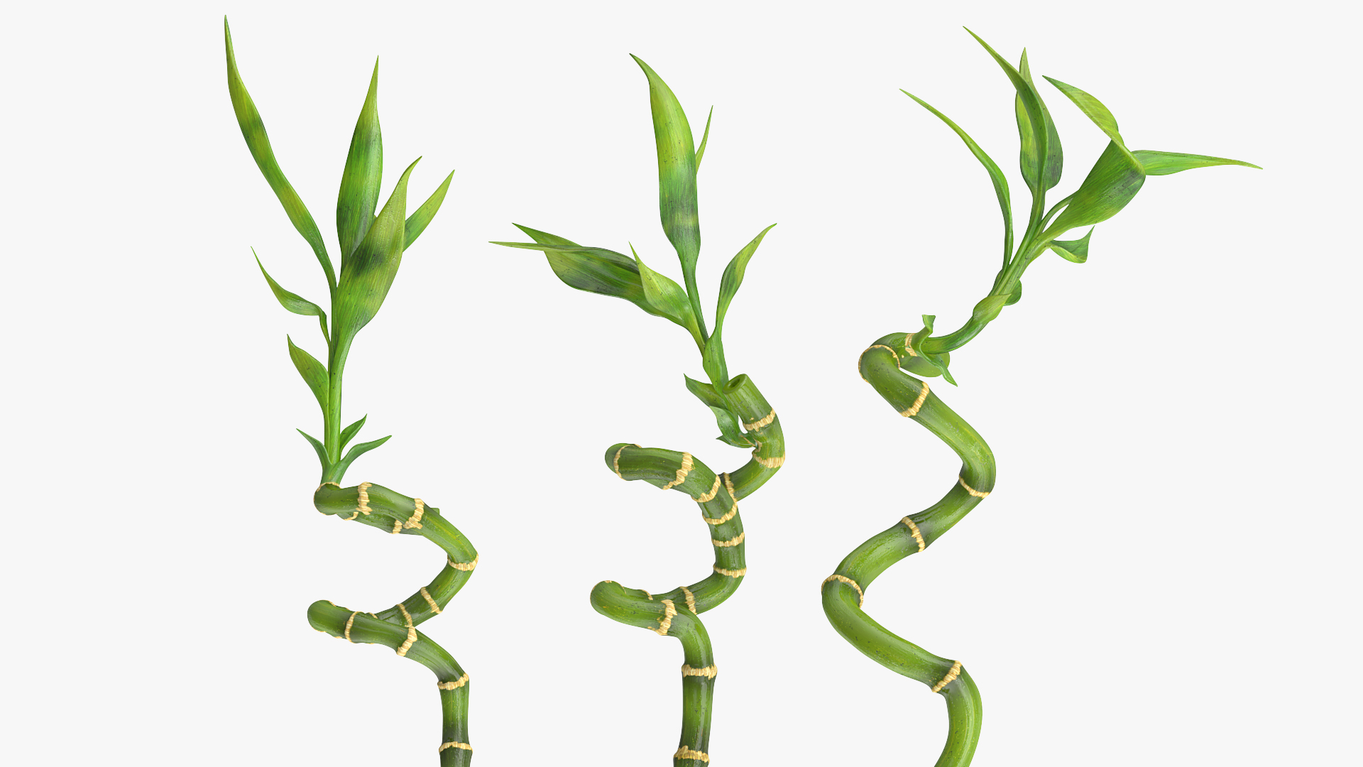 Lucky Bamboo 3 Spiral Stems 3D