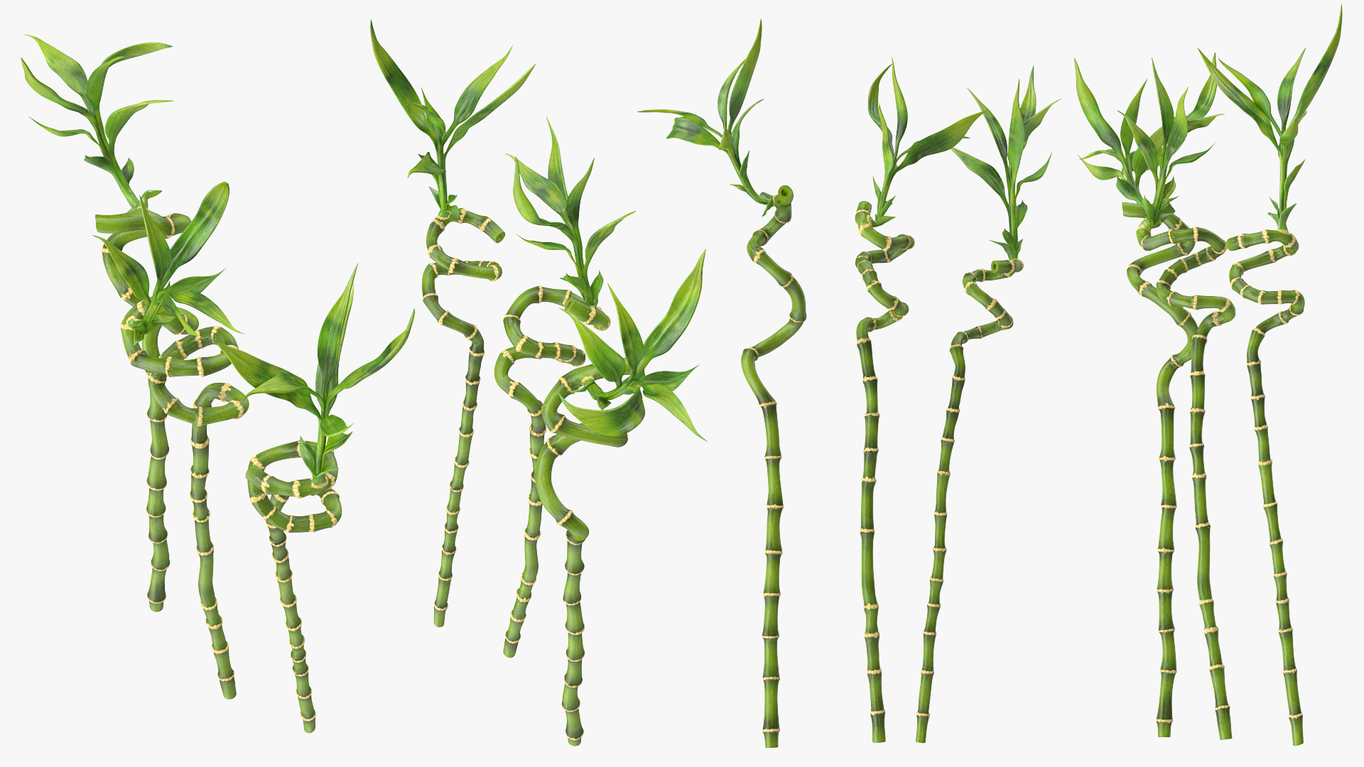 Lucky Bamboo 3 Spiral Stems 3D