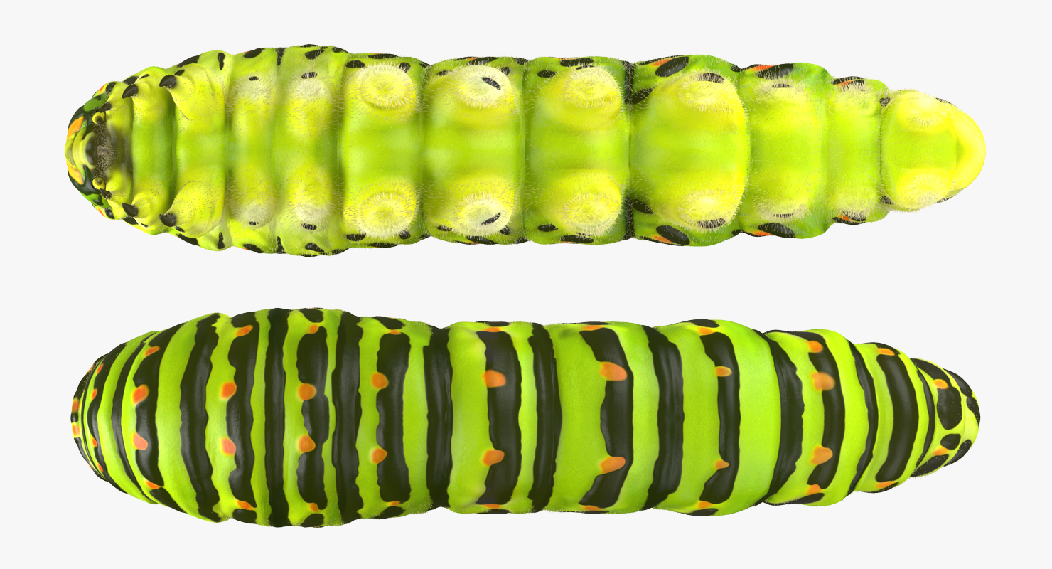 3D model Caterpillar with Fur