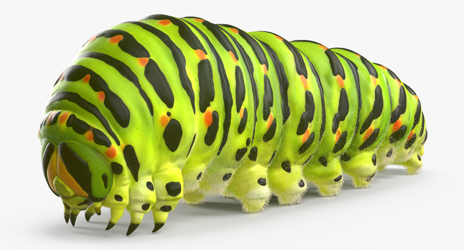 3D model Caterpillar with Fur