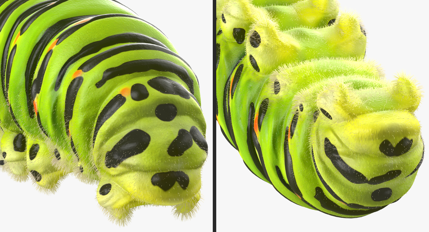 3D model Caterpillar with Fur