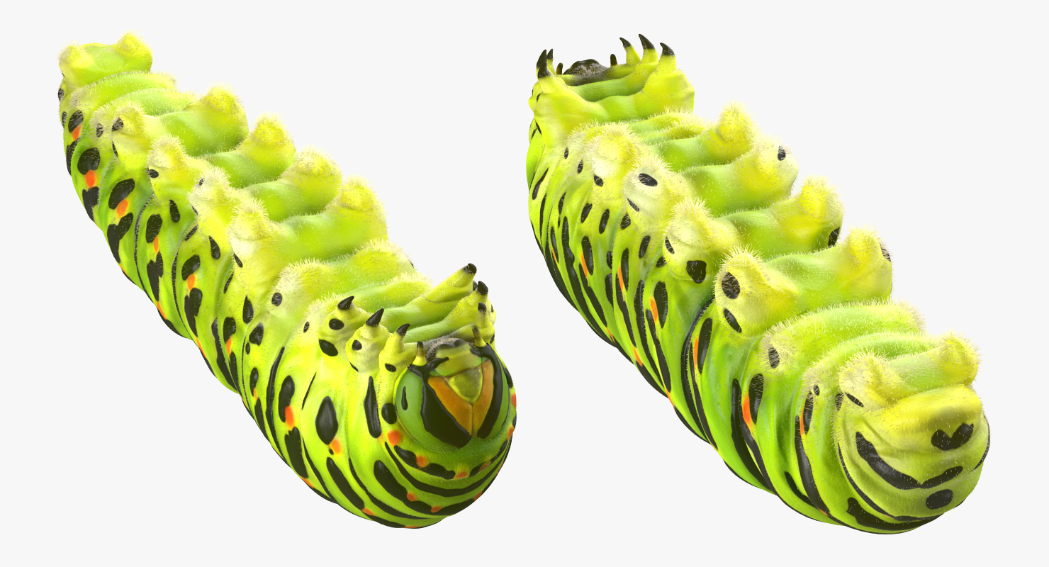 3D model Caterpillar with Fur