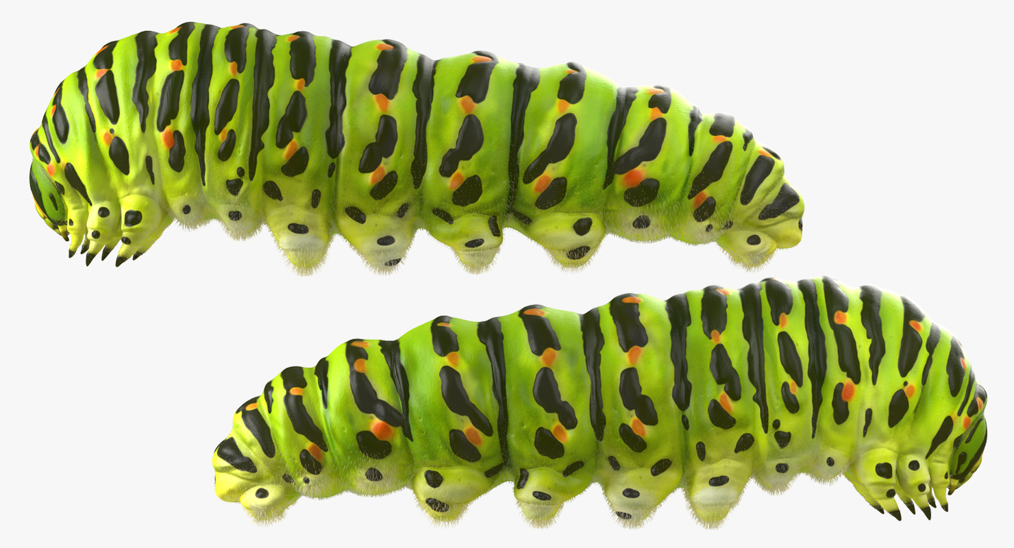 3D model Caterpillar with Fur