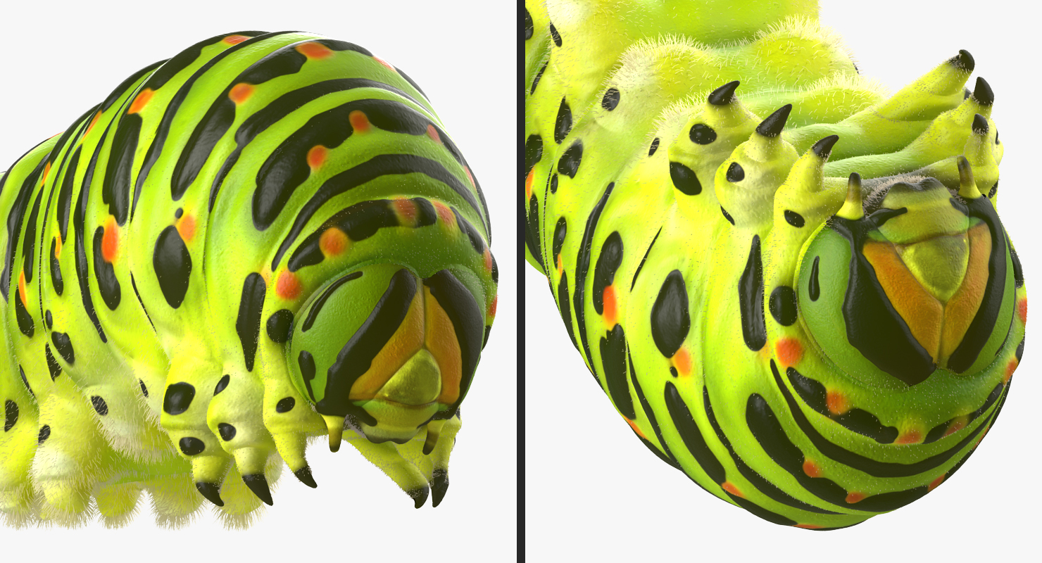 3D model Caterpillar with Fur