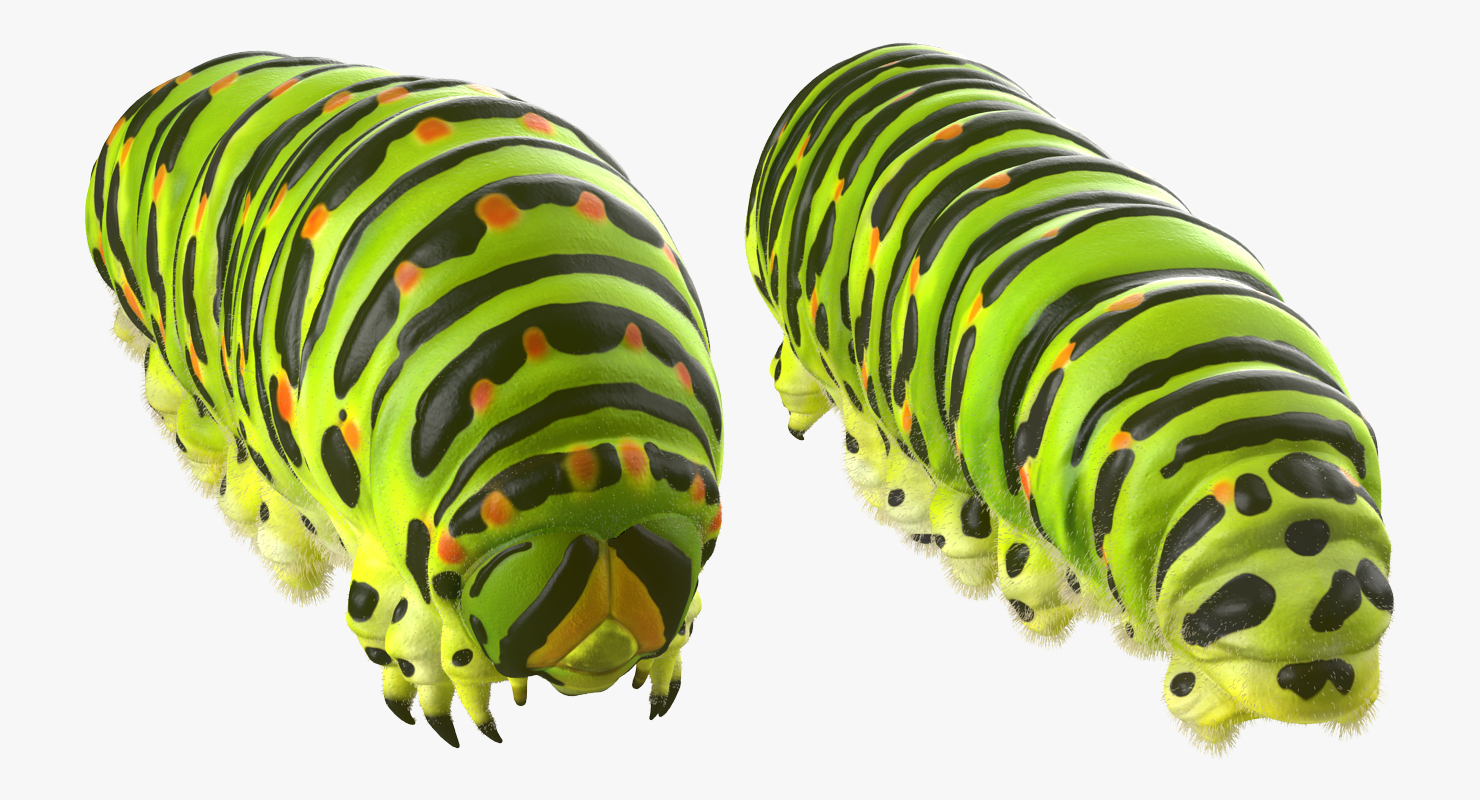 3D model Caterpillar with Fur