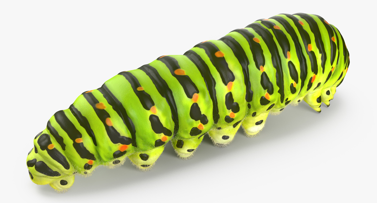 3D model Caterpillar with Fur