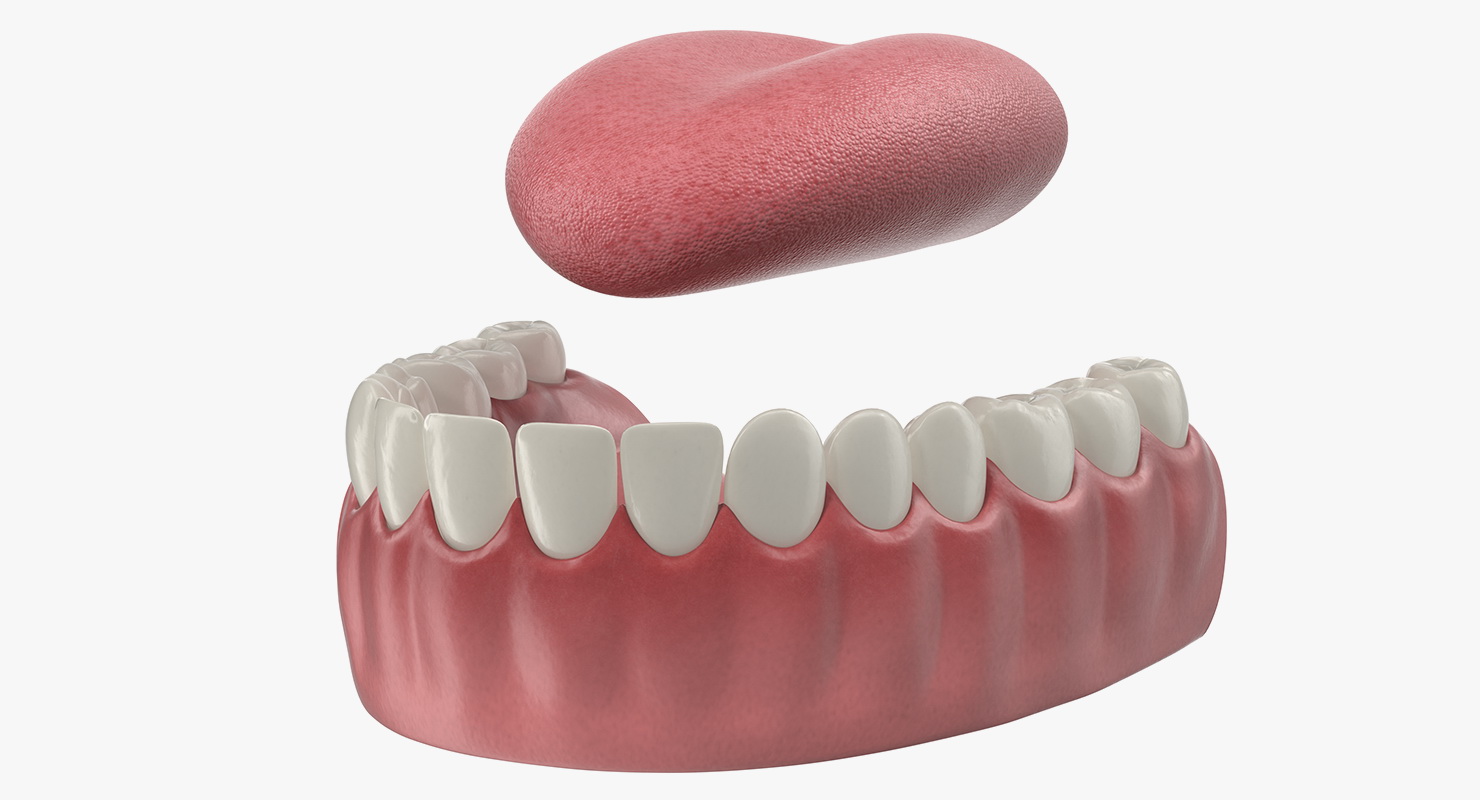 3D Teeth Tongue Medical Model With Dental Implant