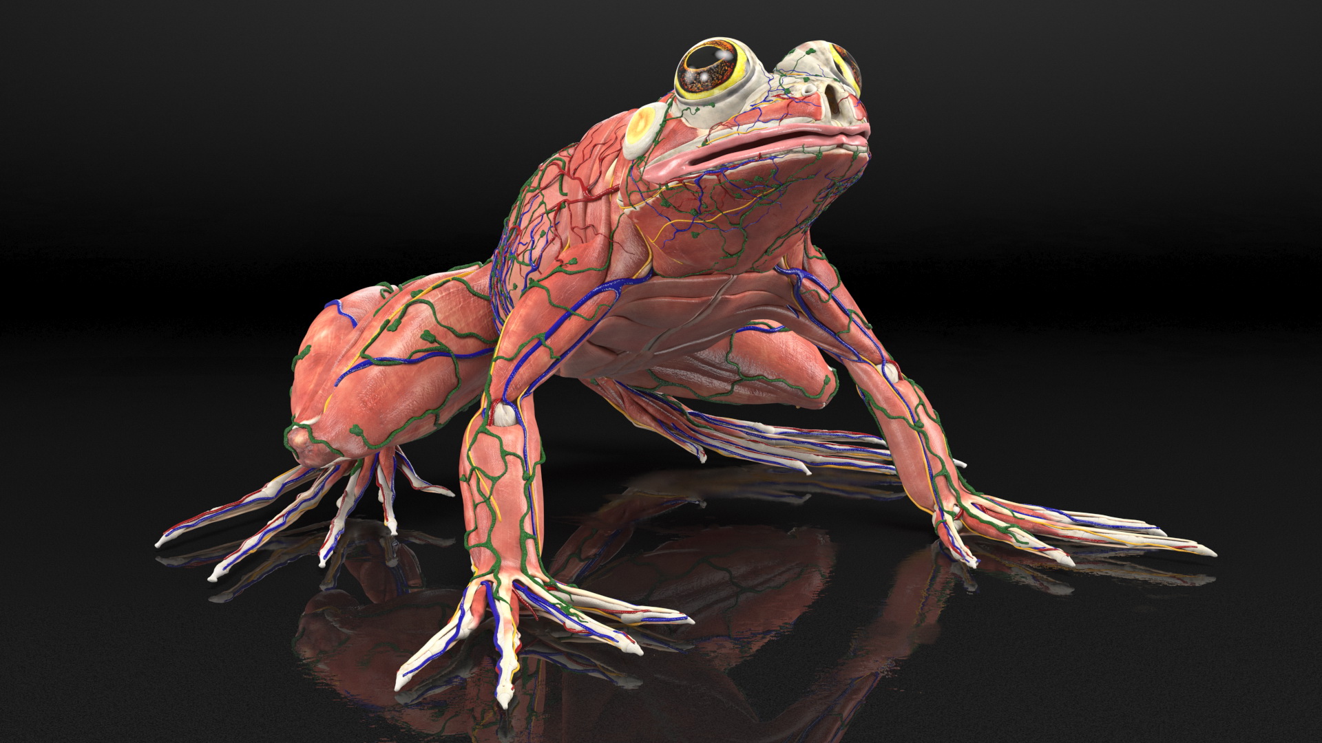 3D Frog Anatomy Complete Body