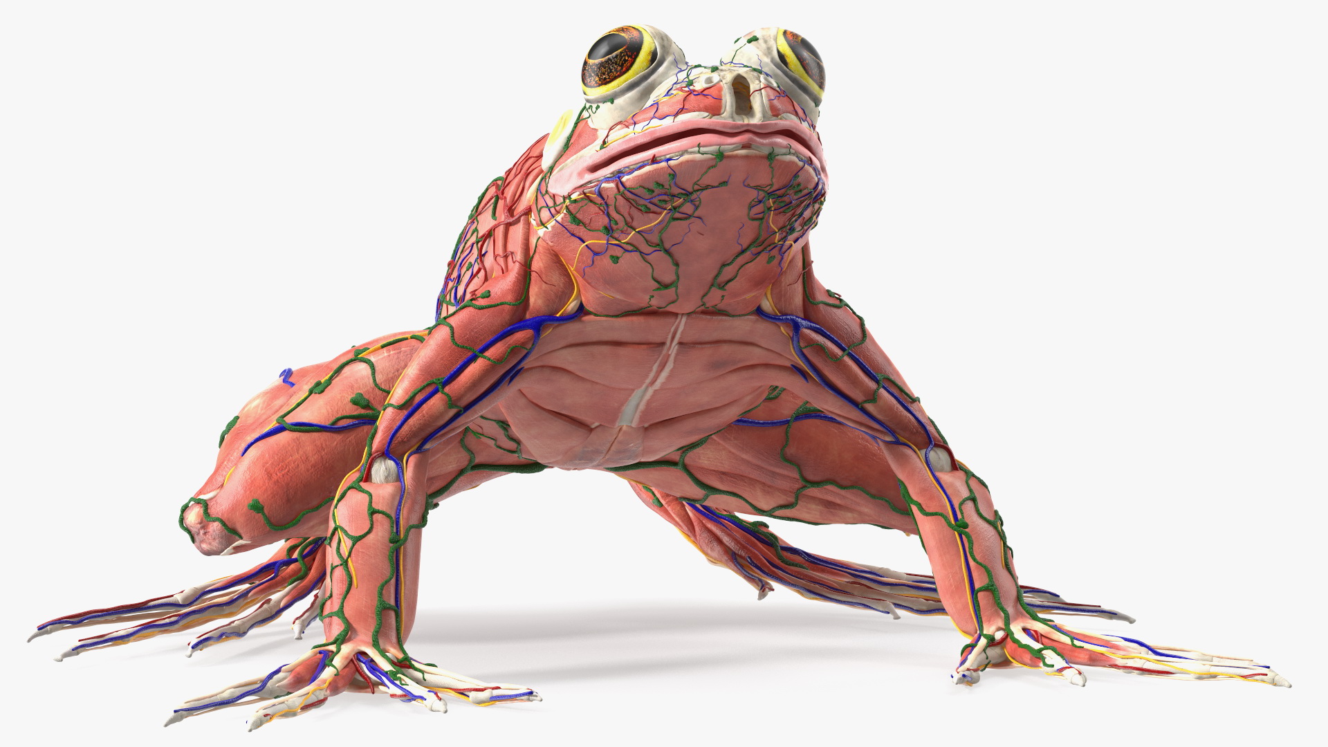 3D Frog Anatomy Complete Body