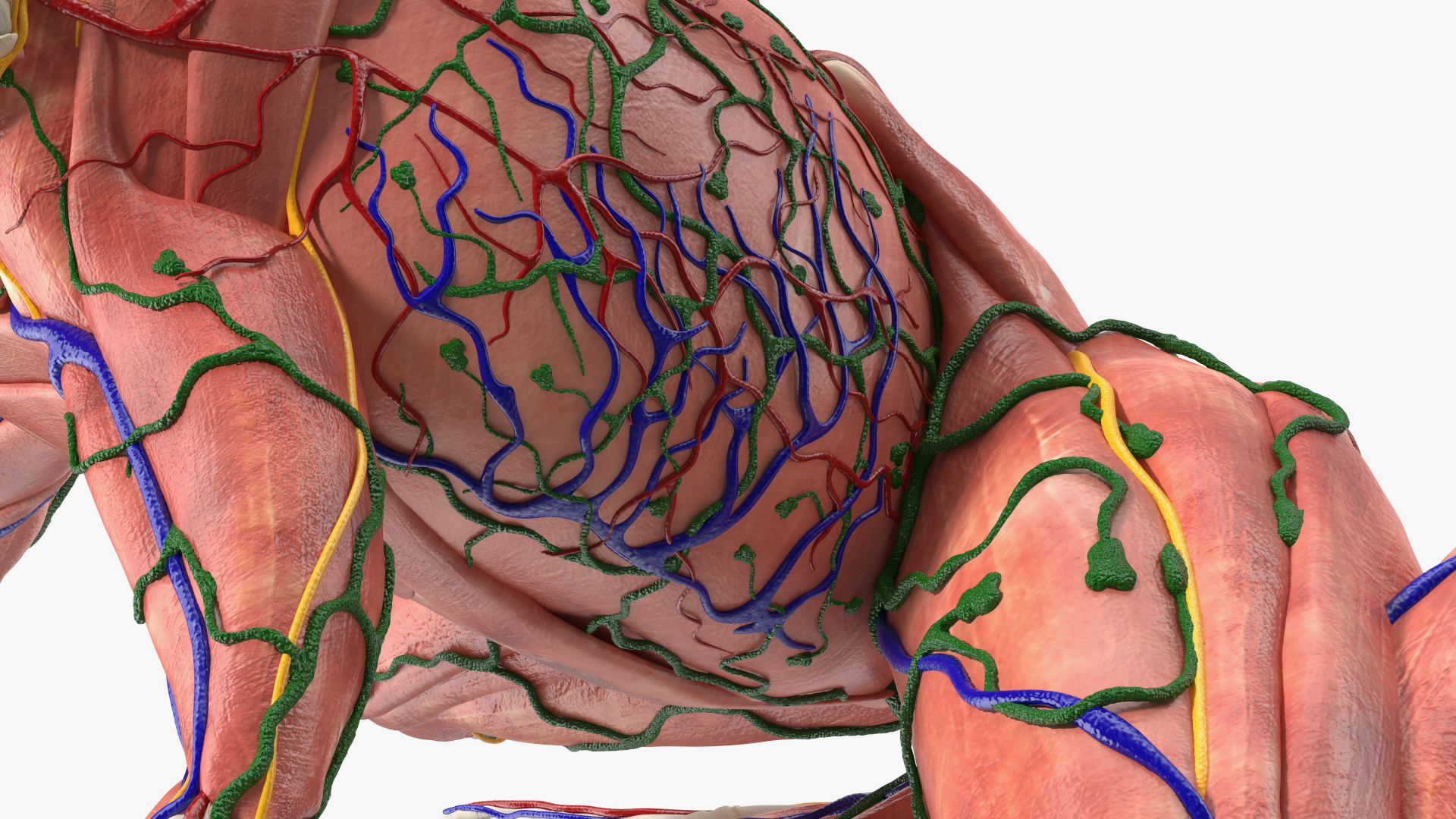 3D Frog Anatomy Complete Body