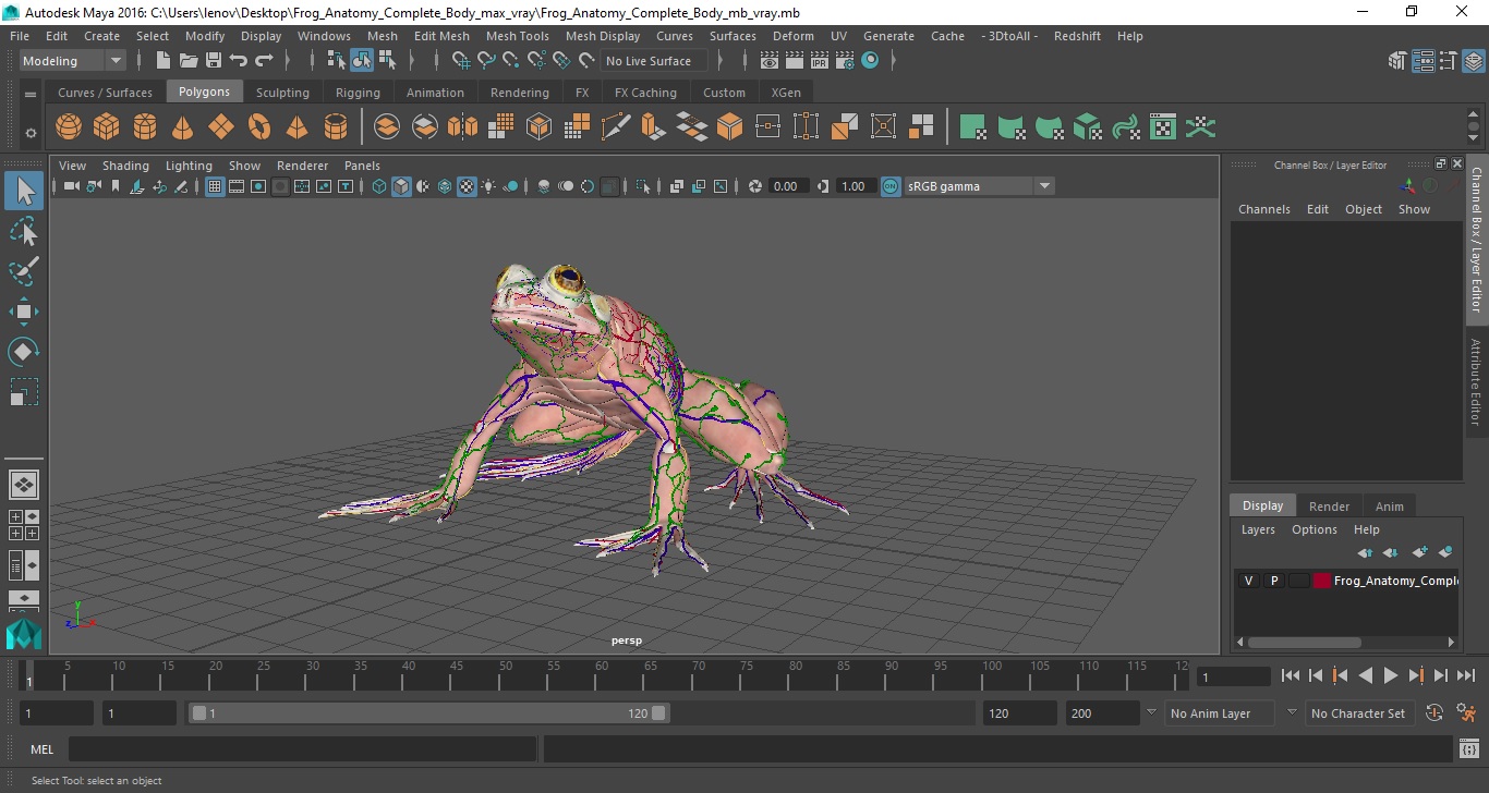 3D Frog Anatomy Complete Body