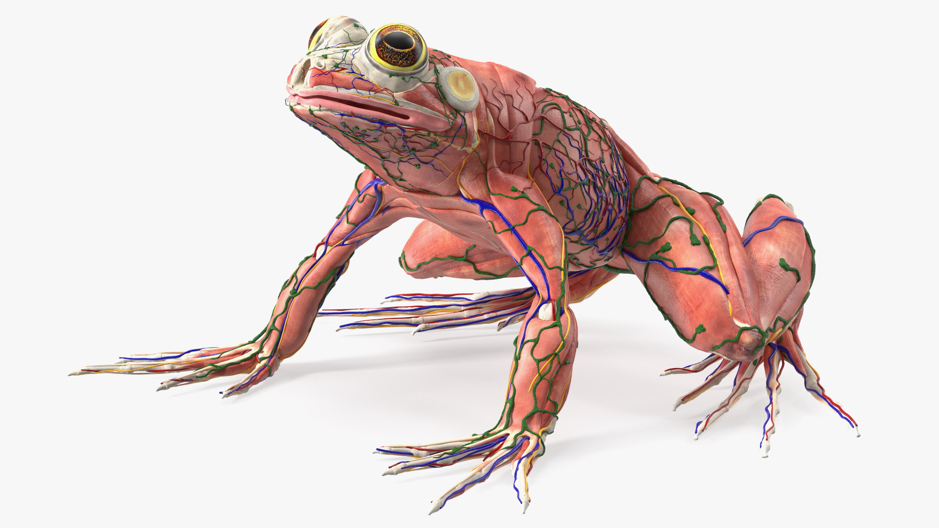 3D Frog Anatomy Complete Body