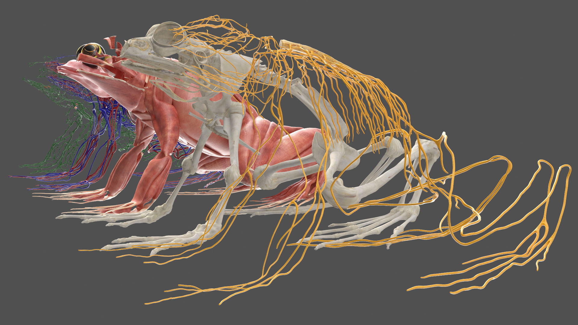 3D Frog Anatomy Complete Body