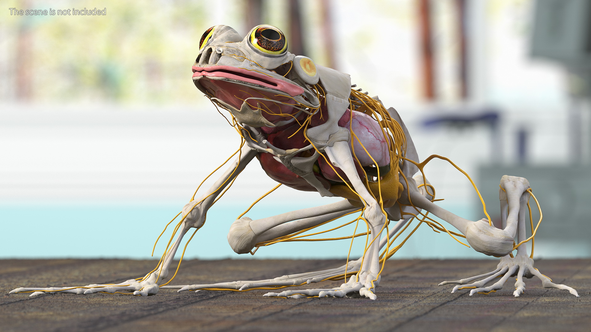 3D Frog Anatomy Complete Body