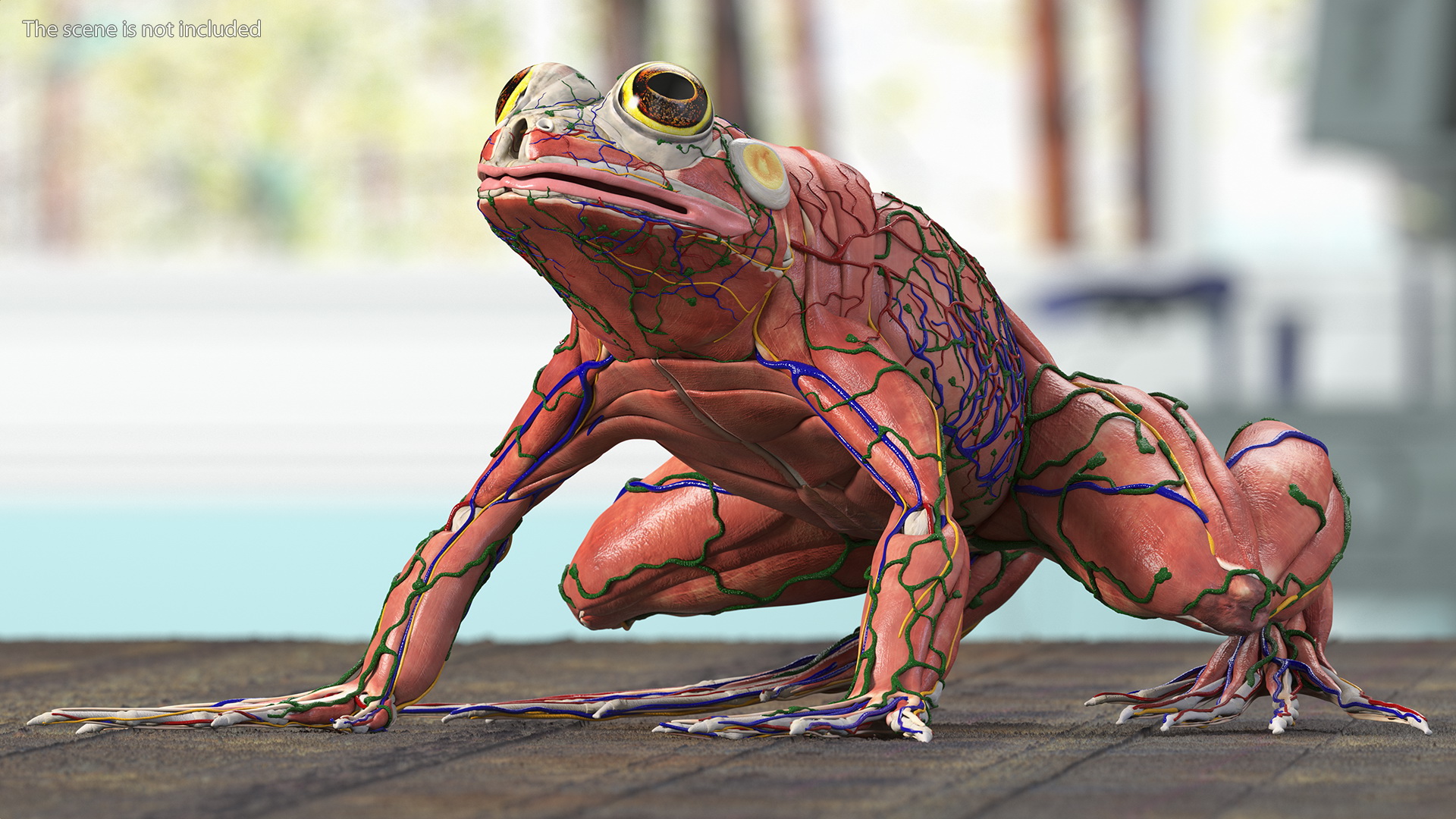 3D Frog Anatomy Complete Body