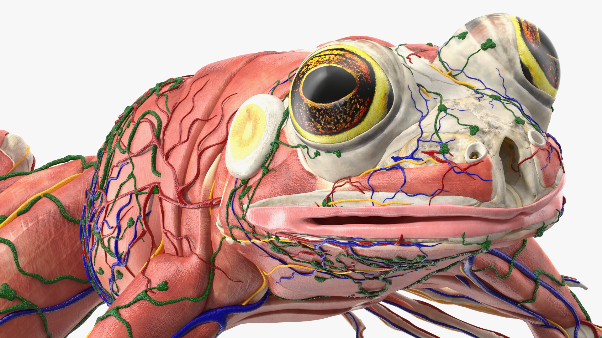 3D Frog Anatomy Complete Body