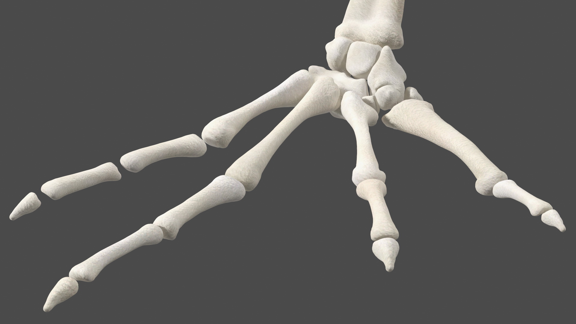 3D Frog Anatomy Complete Body