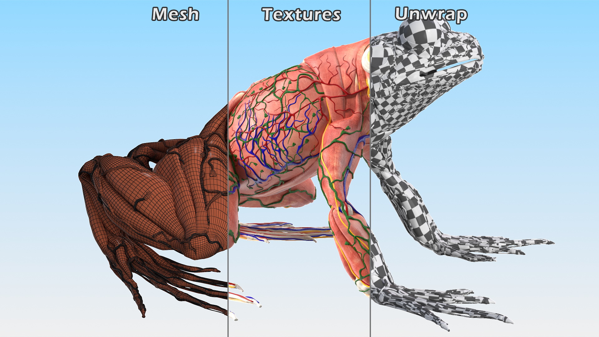 3D Frog Anatomy Complete Body