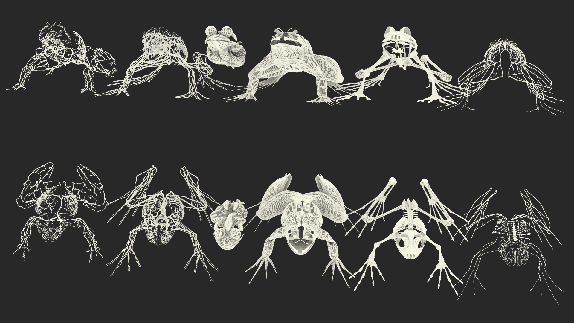 3D Frog Anatomy Complete Body