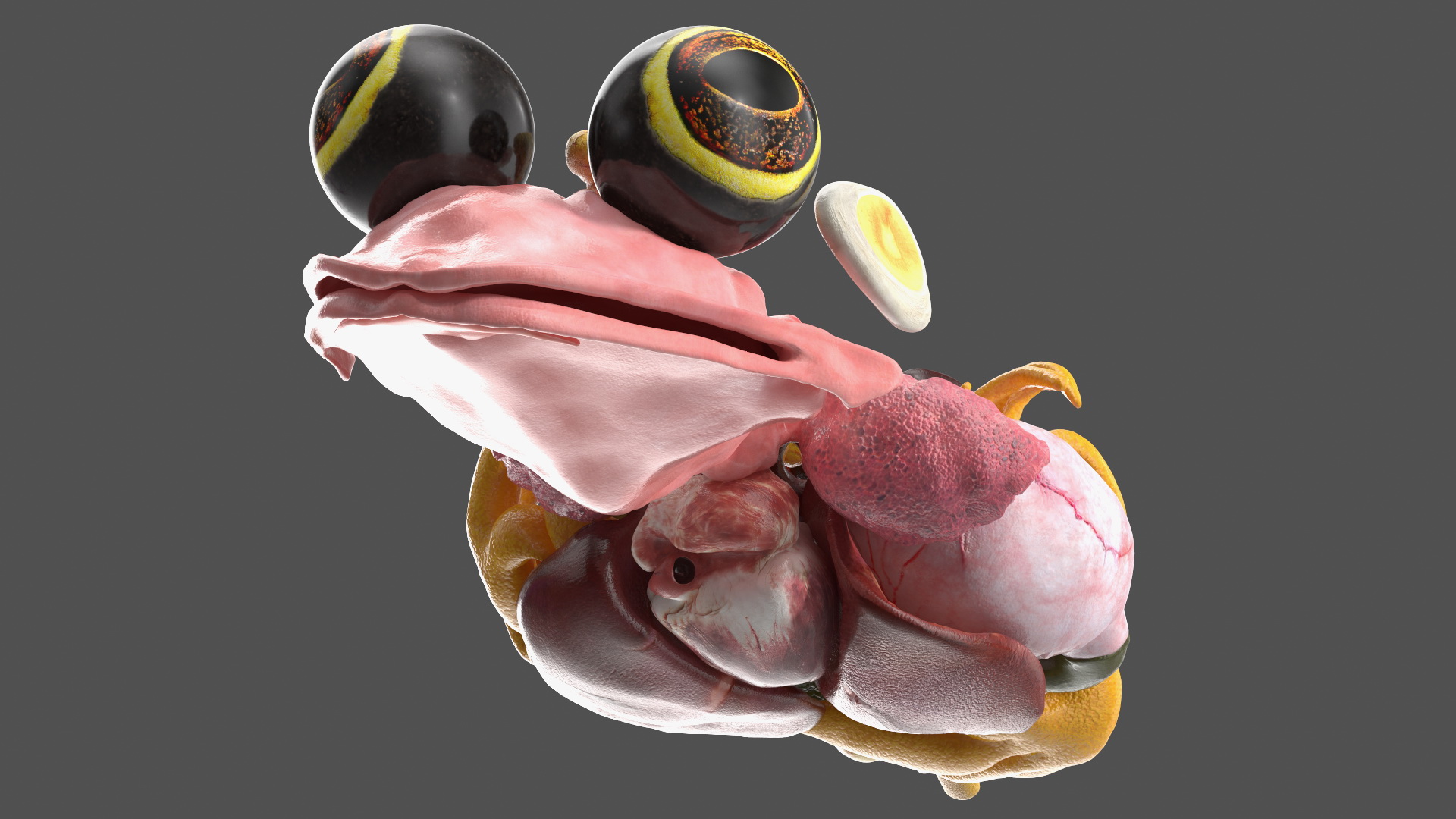 3D Frog Anatomy Complete Body