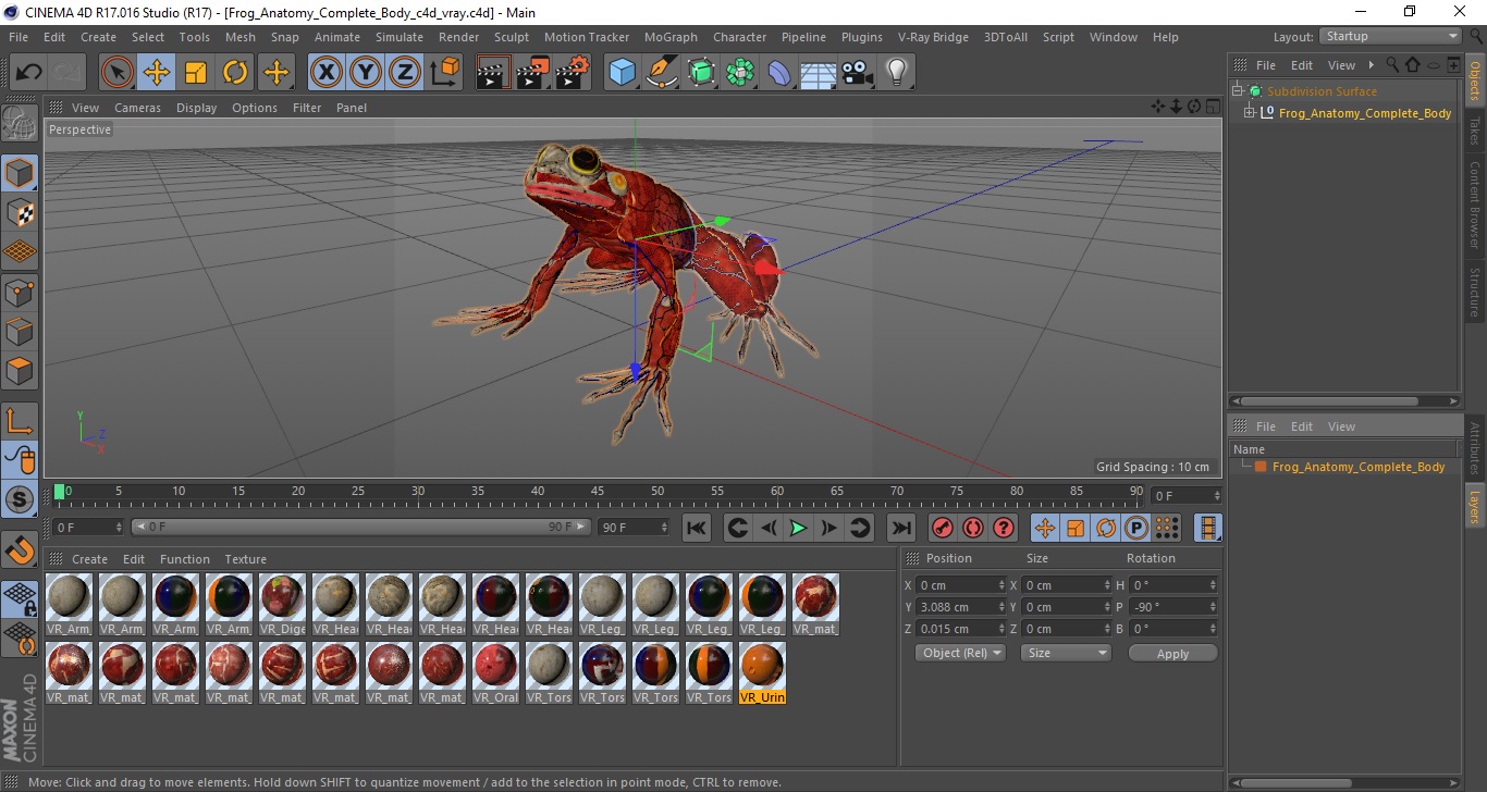 3D Frog Anatomy Complete Body