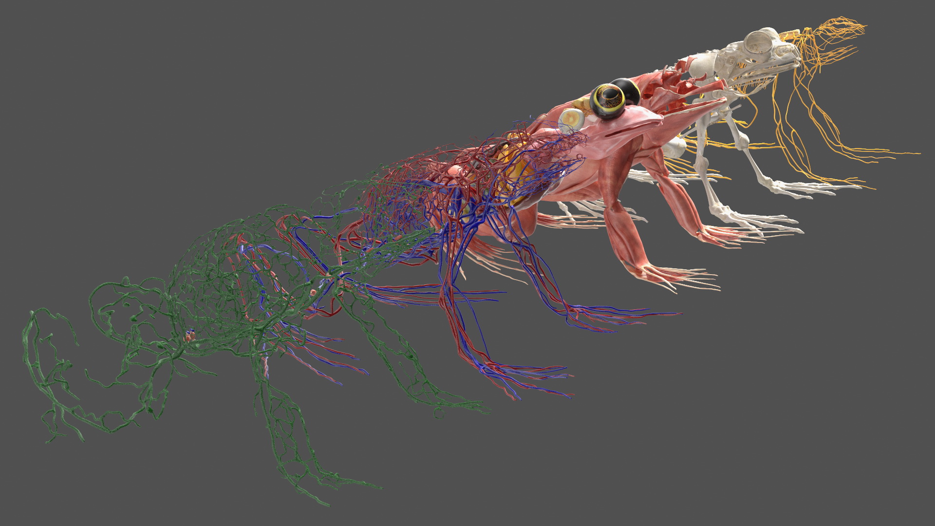 3D Frog Anatomy Complete Body