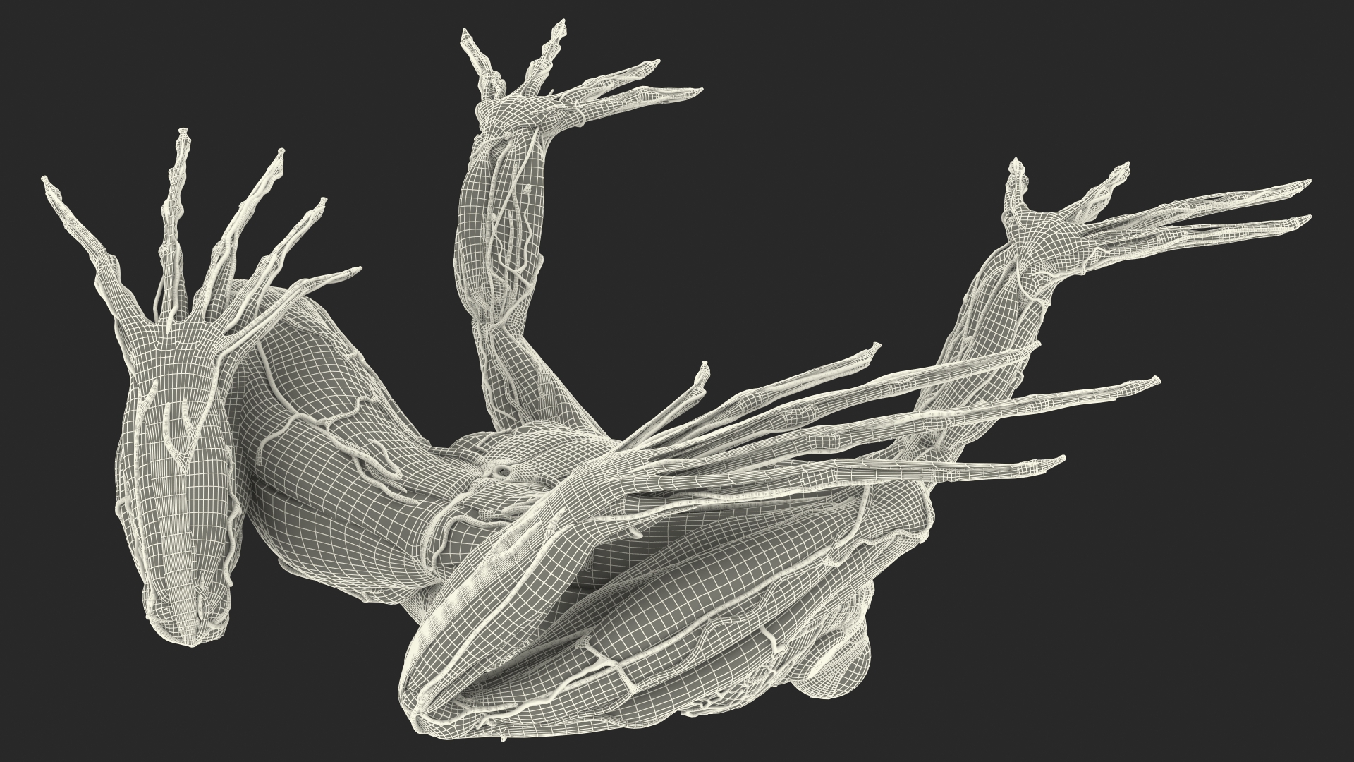 3D Frog Anatomy Complete Body