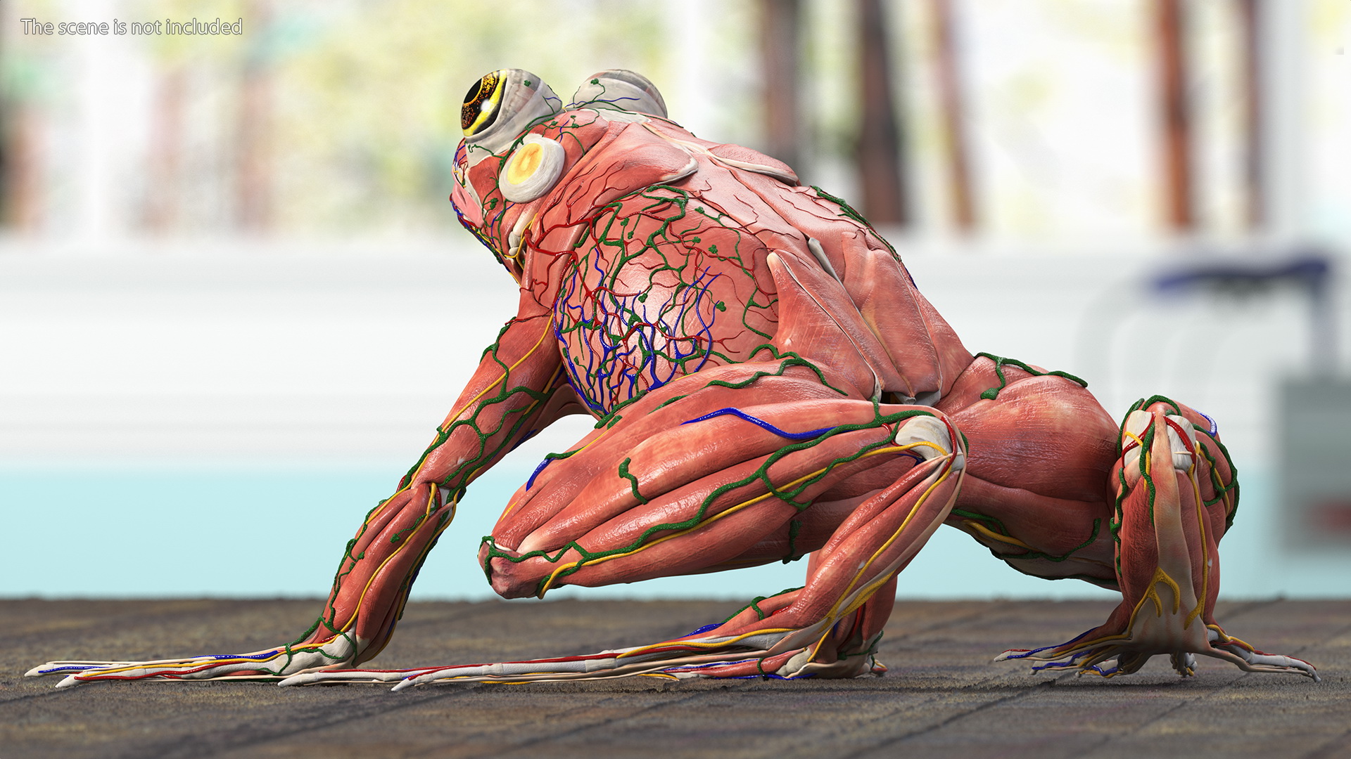 3D Frog Anatomy Complete Body