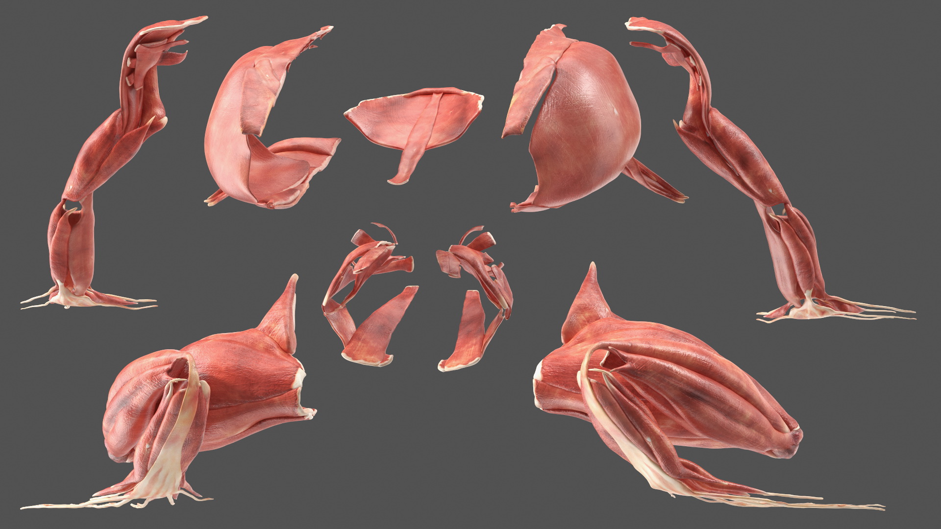 3D Frog Anatomy Complete Body