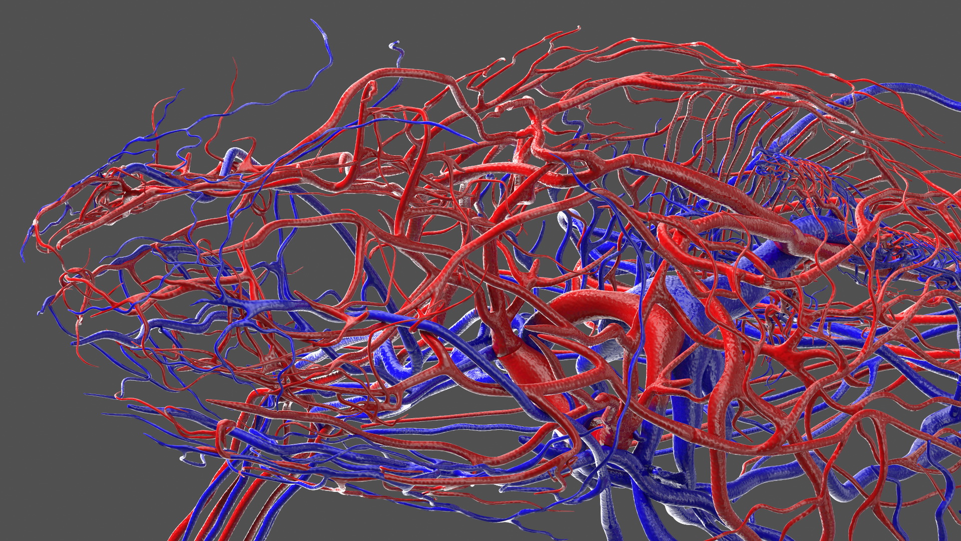 3D Frog Anatomy Complete Body