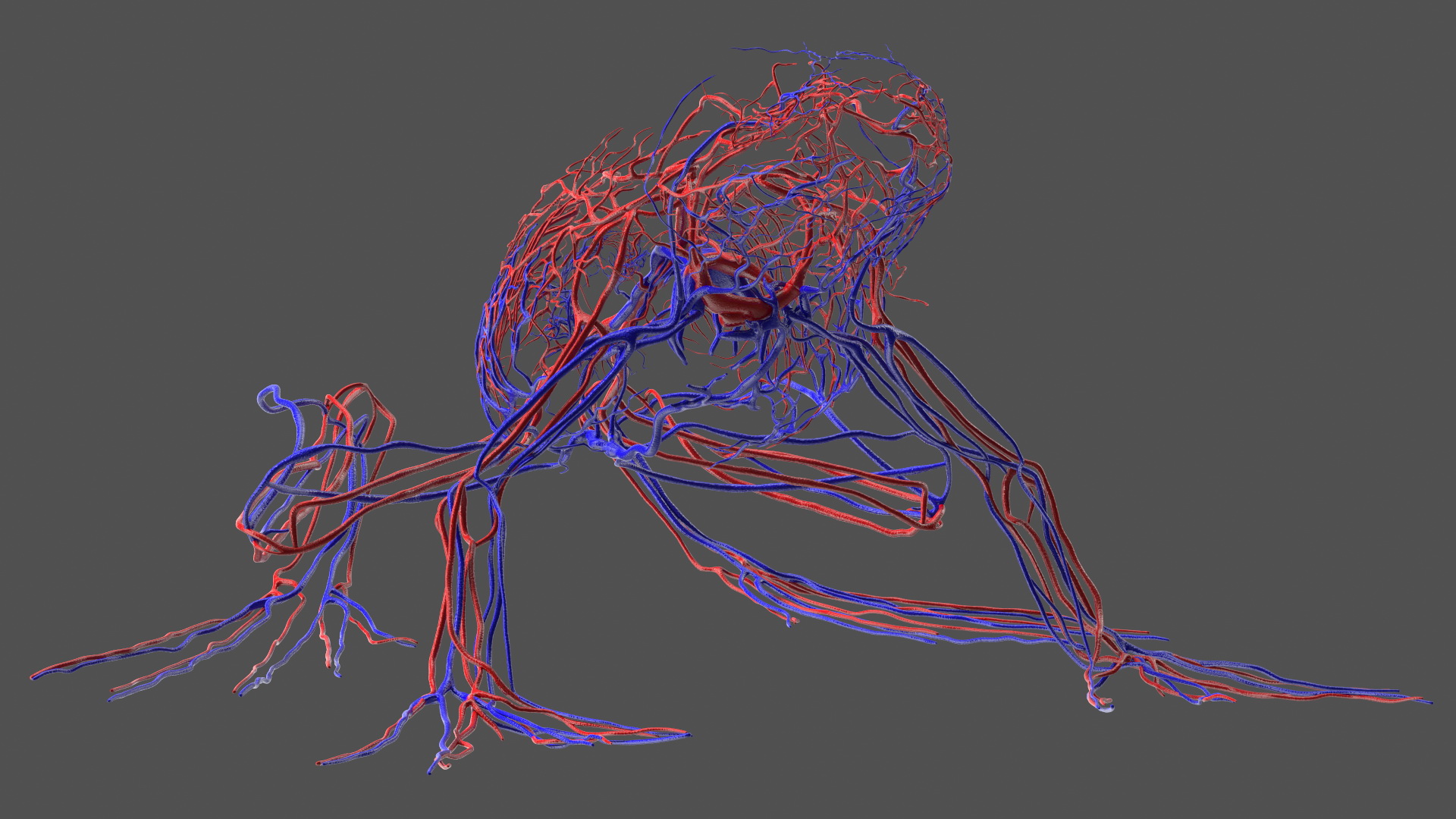 3D Frog Anatomy Complete Body