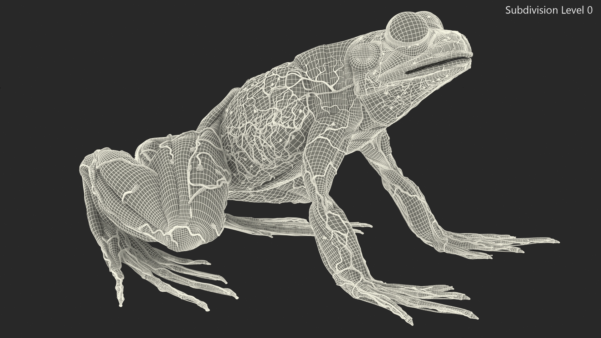 3D Frog Anatomy Complete Body