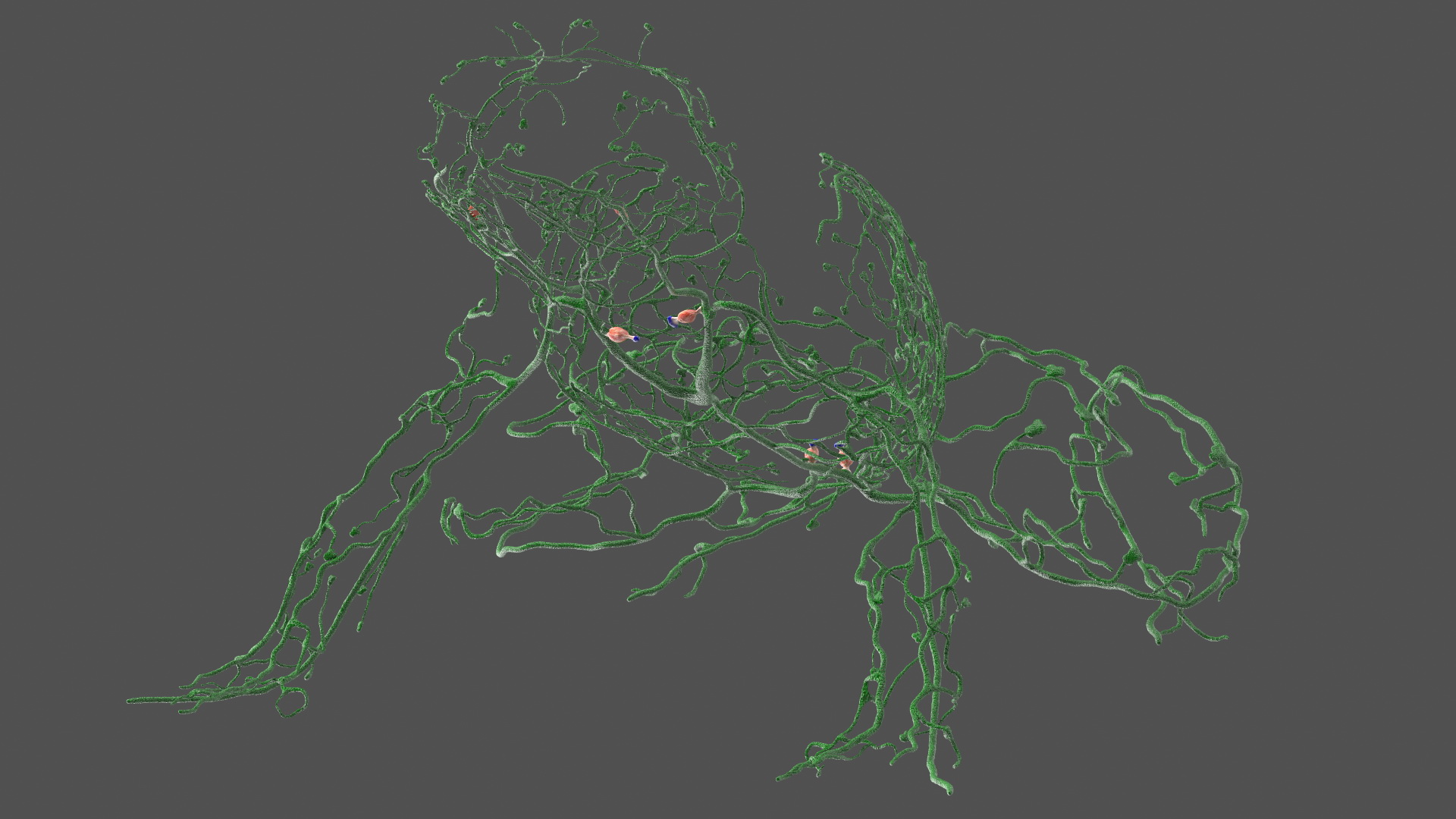 3D Frog Anatomy Complete Body