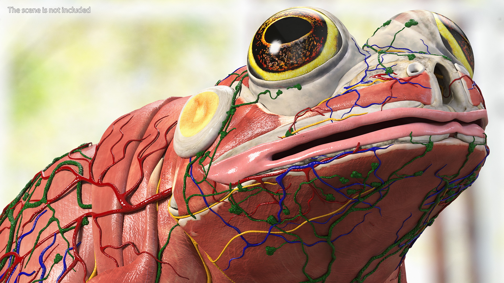 3D Frog Anatomy Complete Body