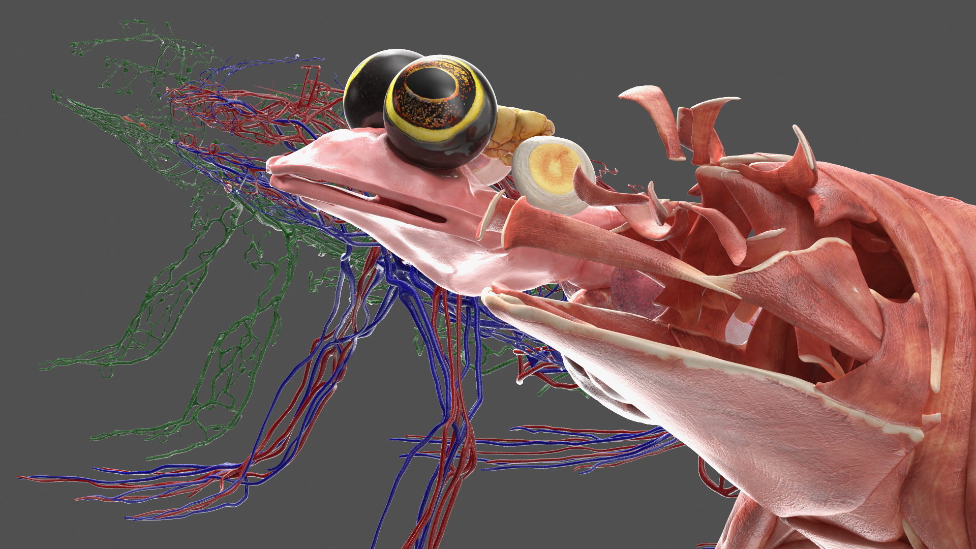 3D Frog Anatomy Complete Body