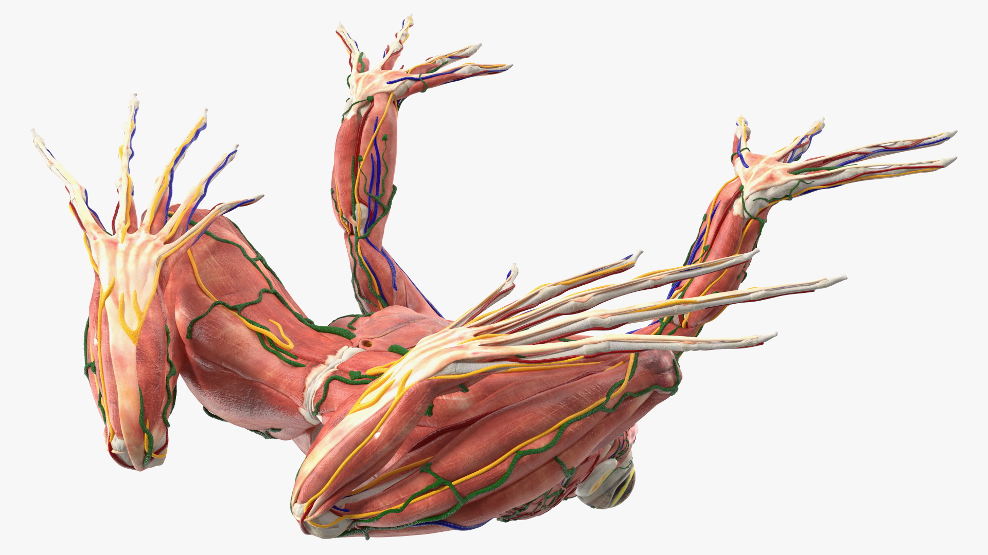 3D Frog Anatomy Complete Body