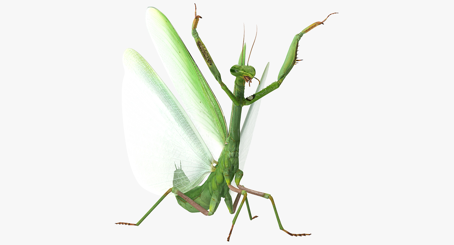 Praying Mantis 3D model