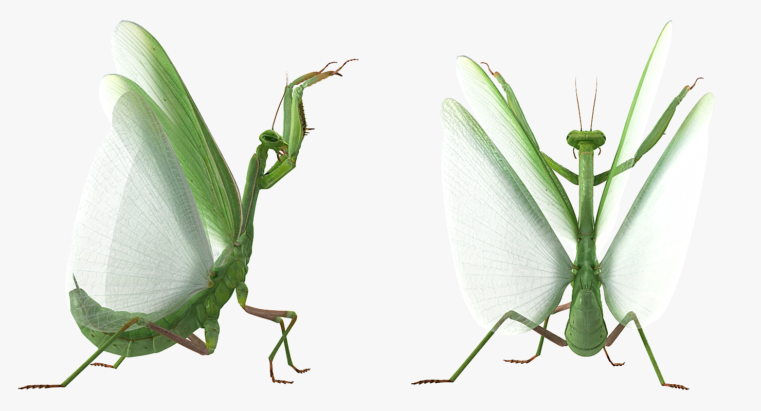 Praying Mantis 3D model