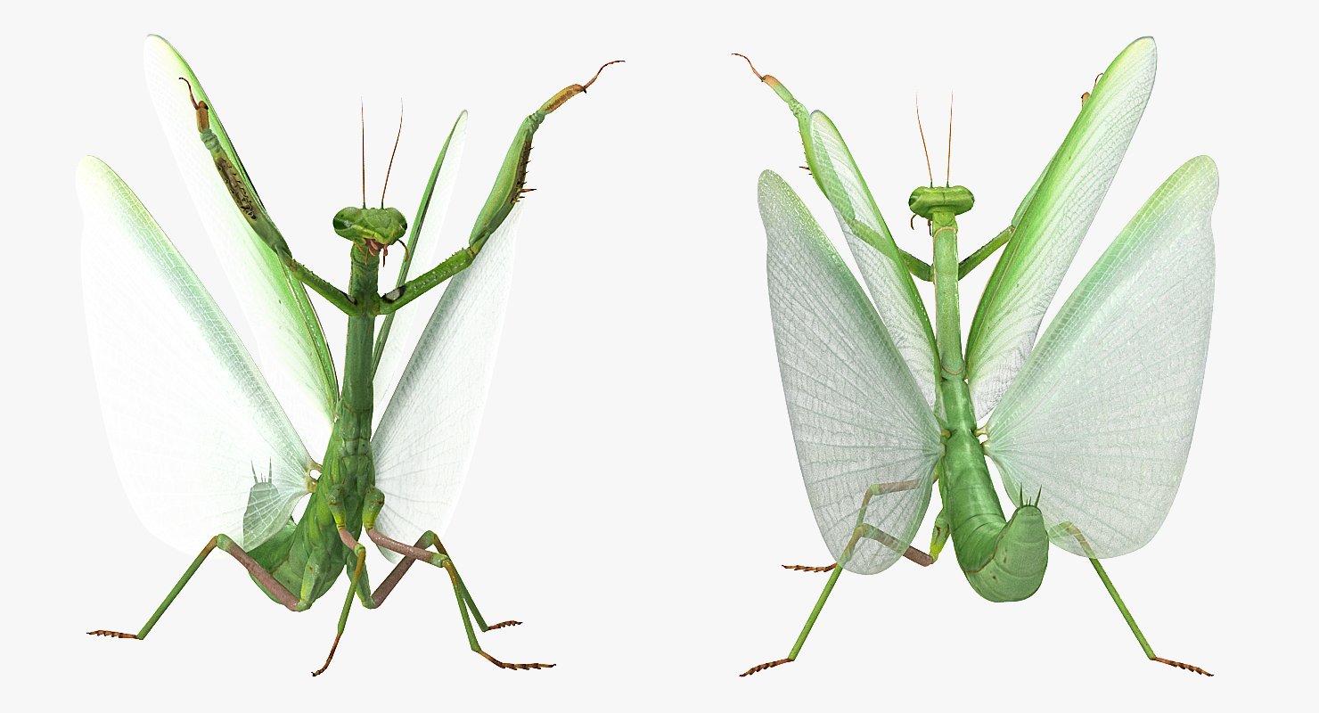 Praying Mantis 3D model