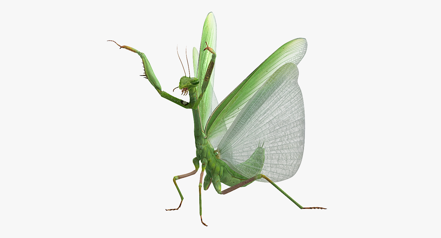 Praying Mantis 3D model