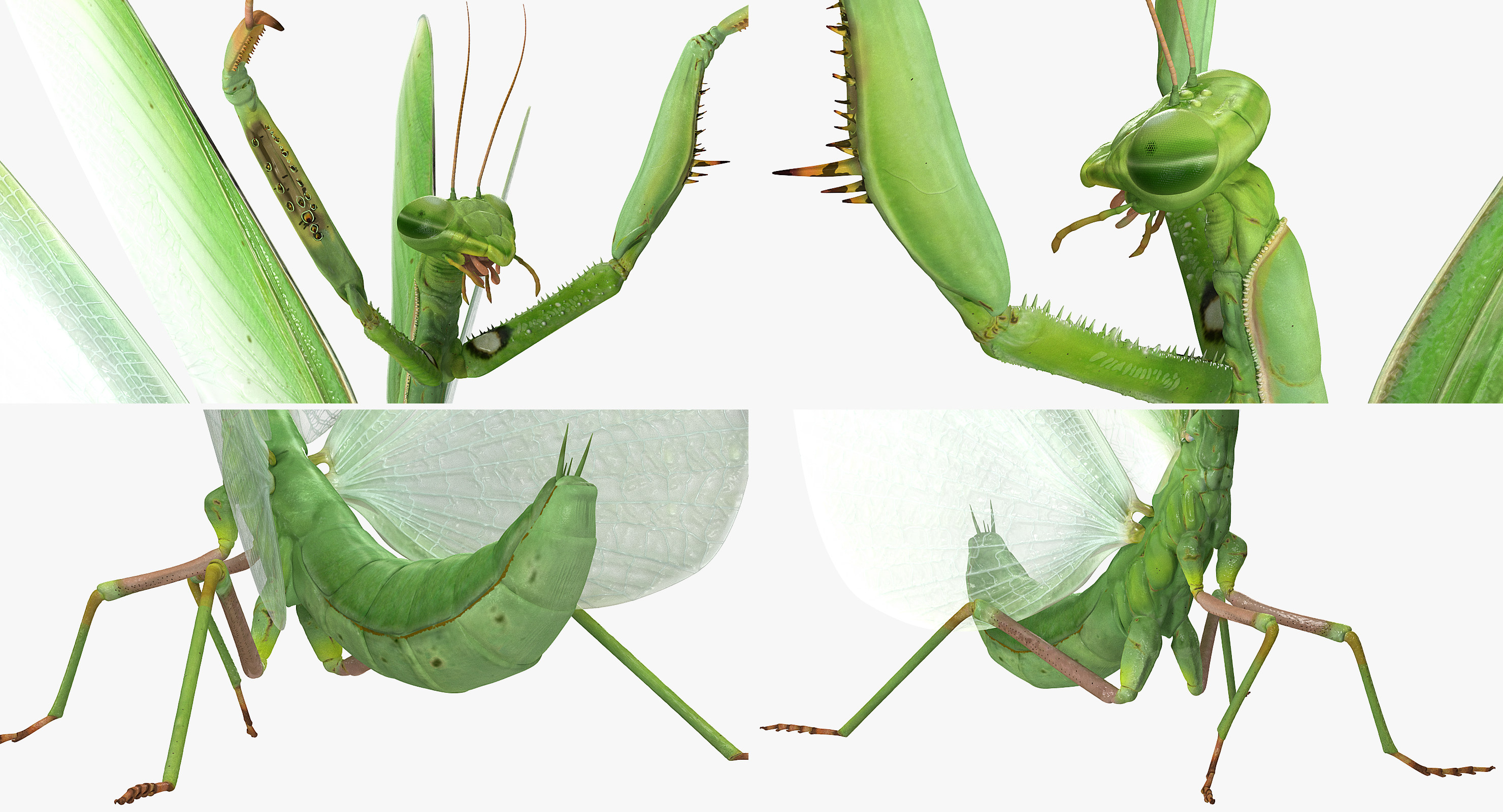 Praying Mantis 3D model