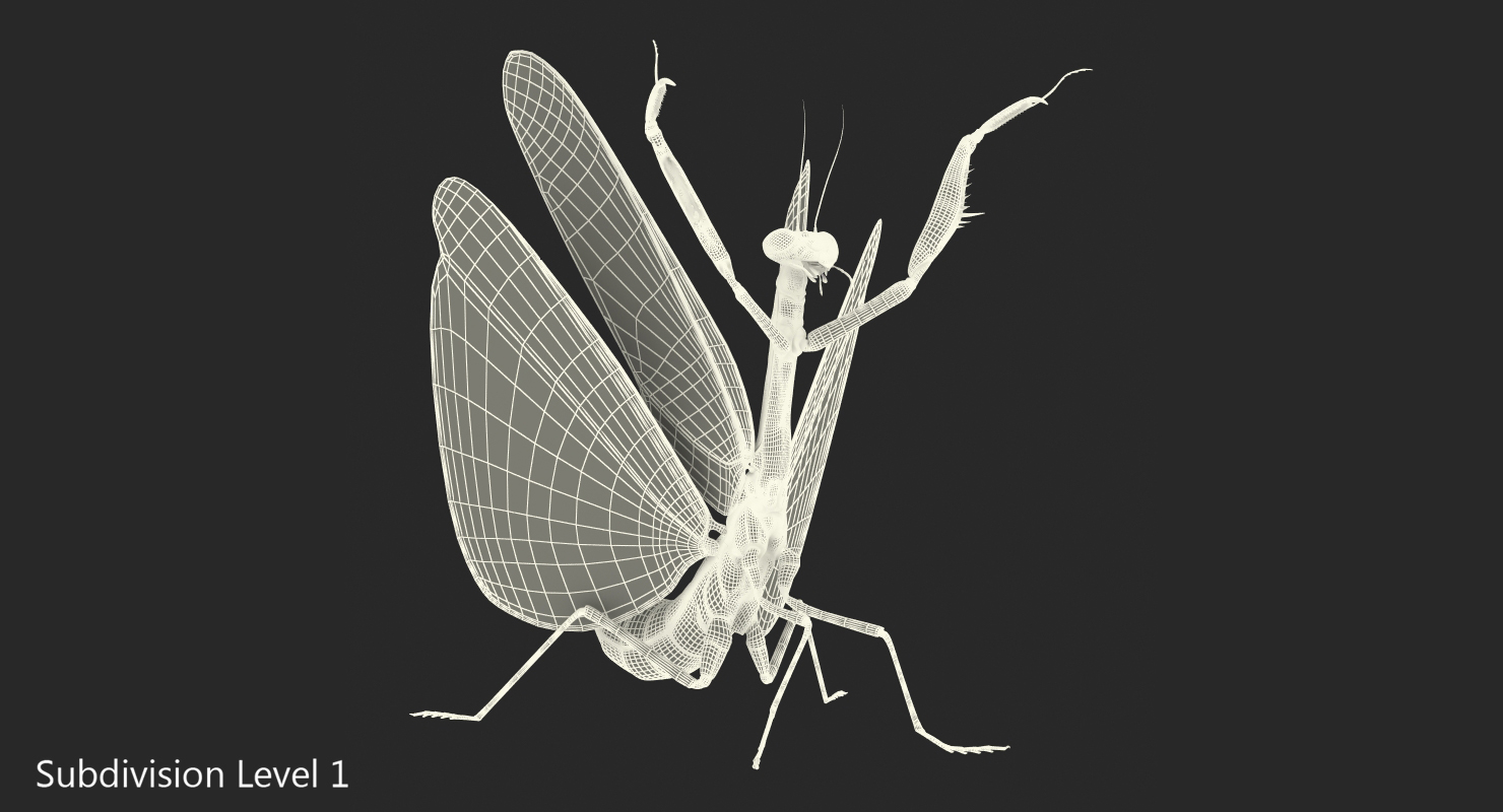 Praying Mantis 3D model