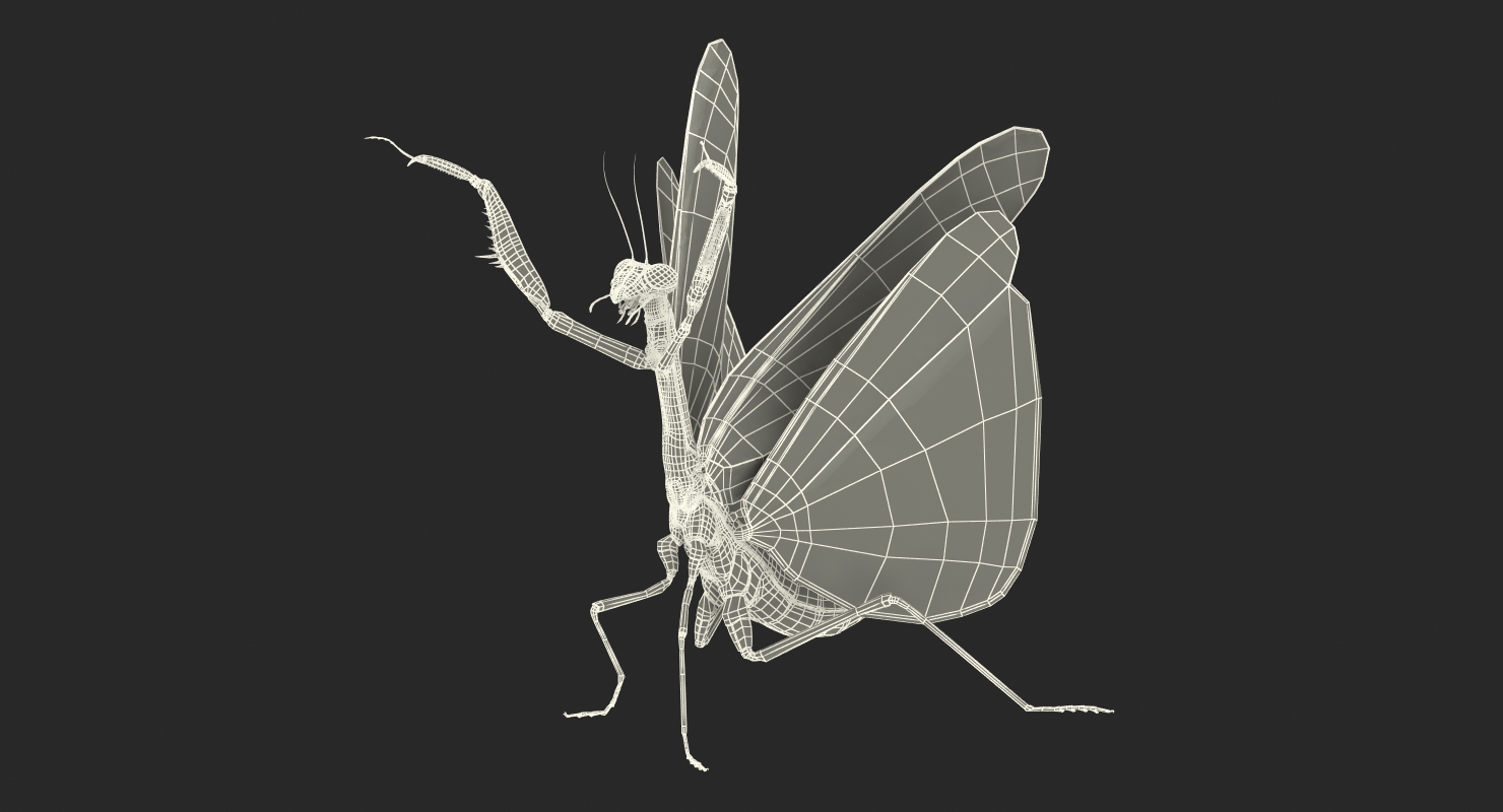 Praying Mantis 3D model