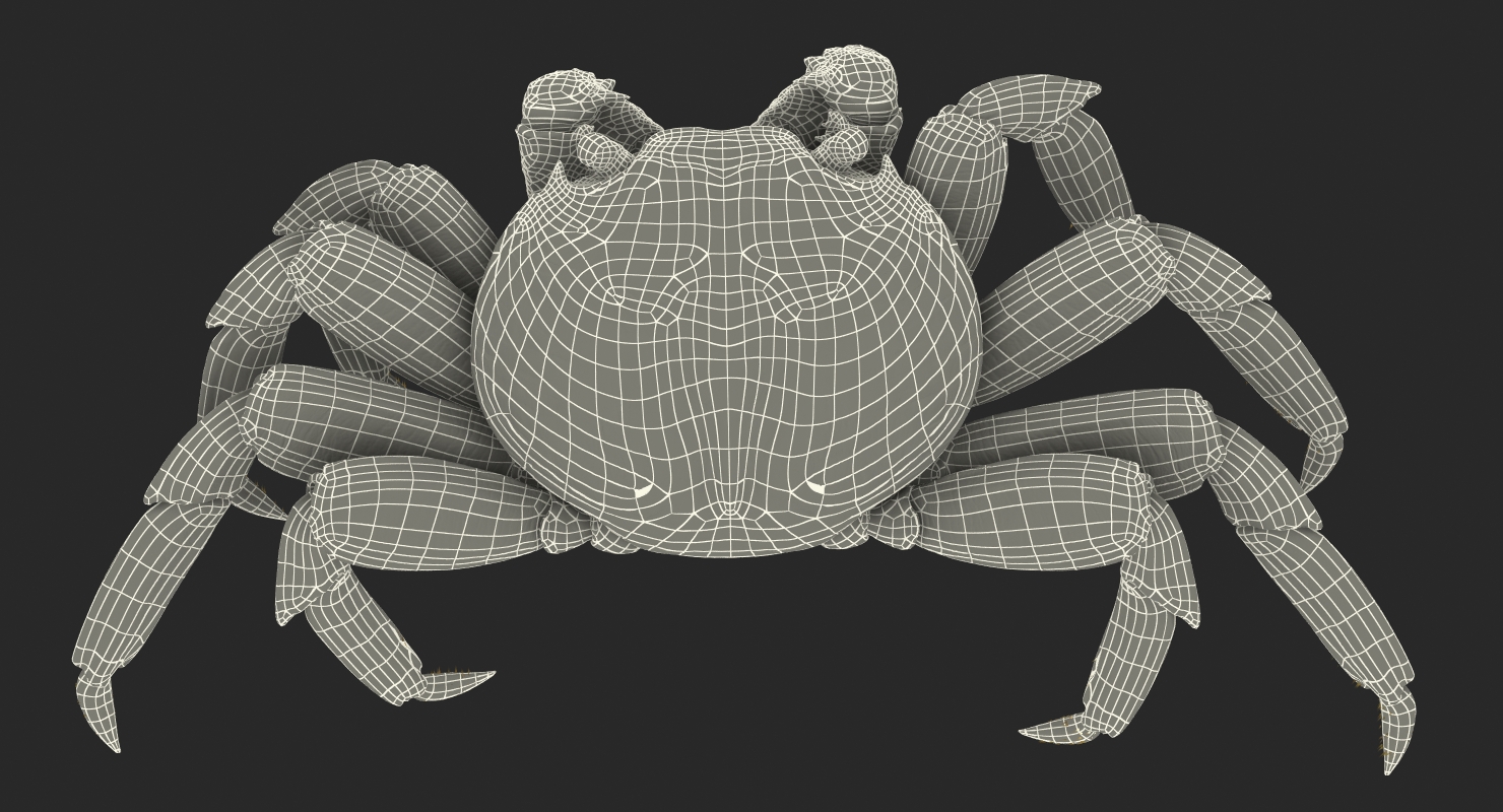 3D model Sally Lightfoot Crab