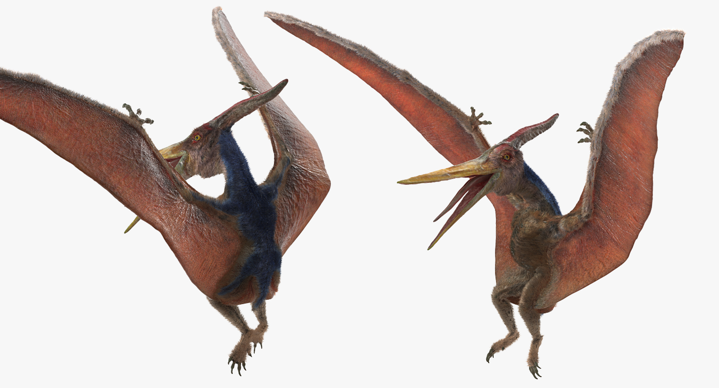 Pteranodon Landing Pose with Fur 3D