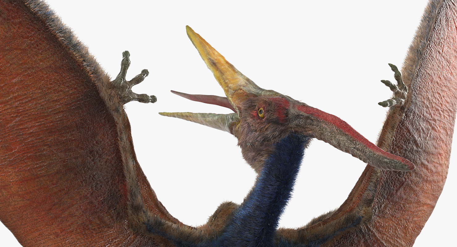 Pteranodon Landing Pose with Fur 3D