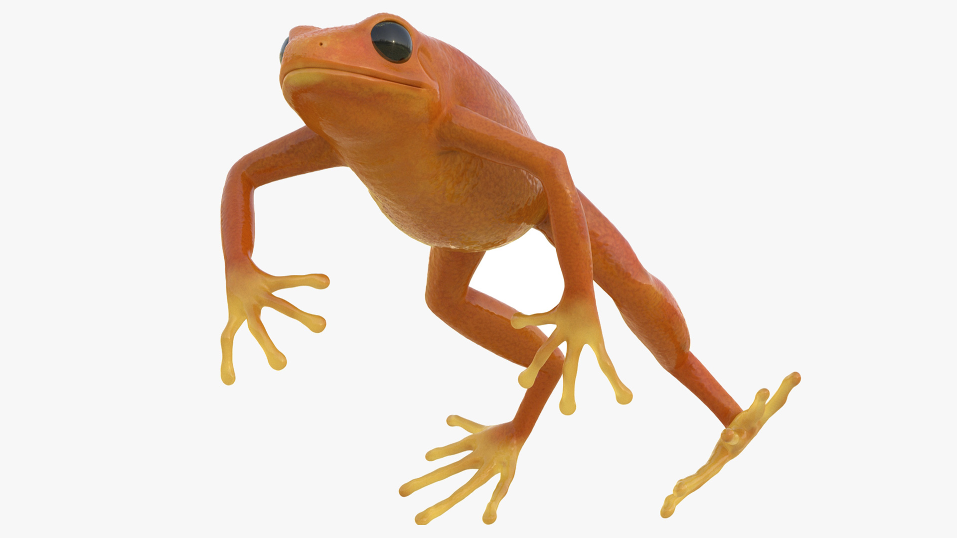 Realistic Tropical Mantella Frog Rigged 3D model