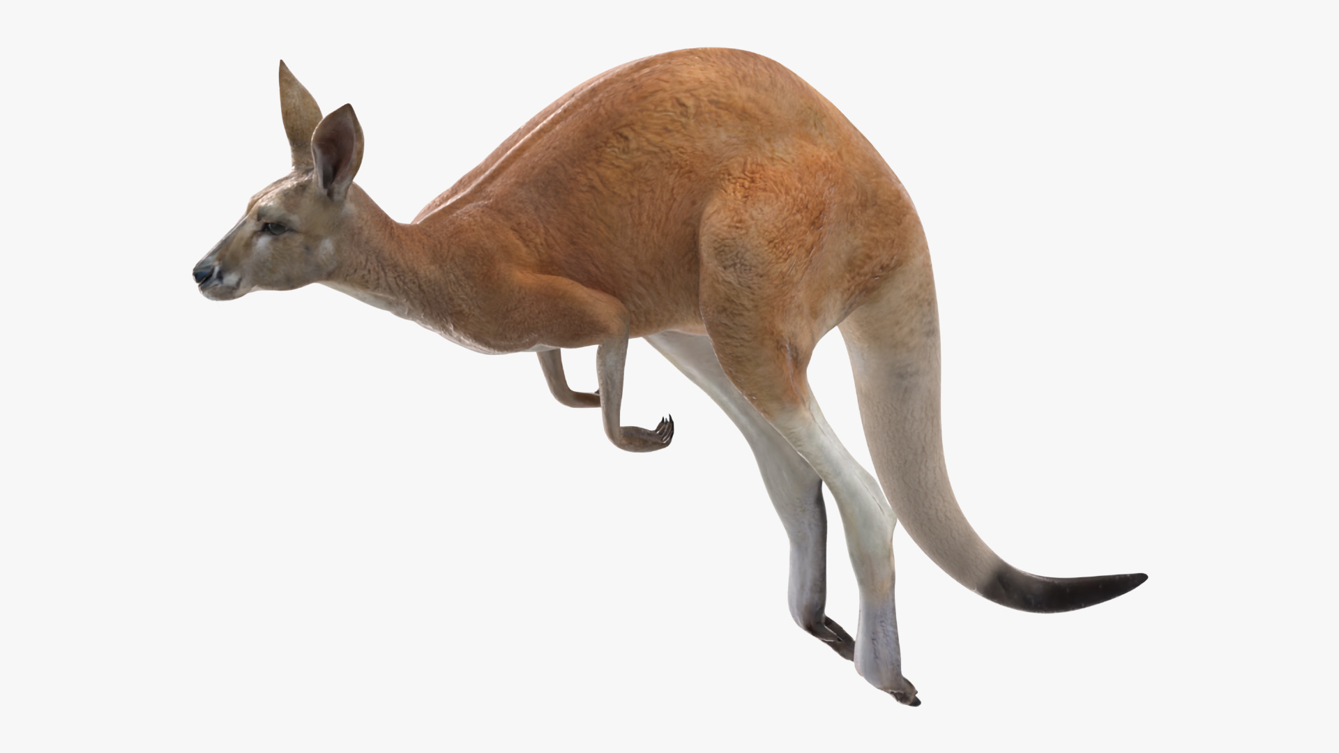 3D Kangaroo in Motion model